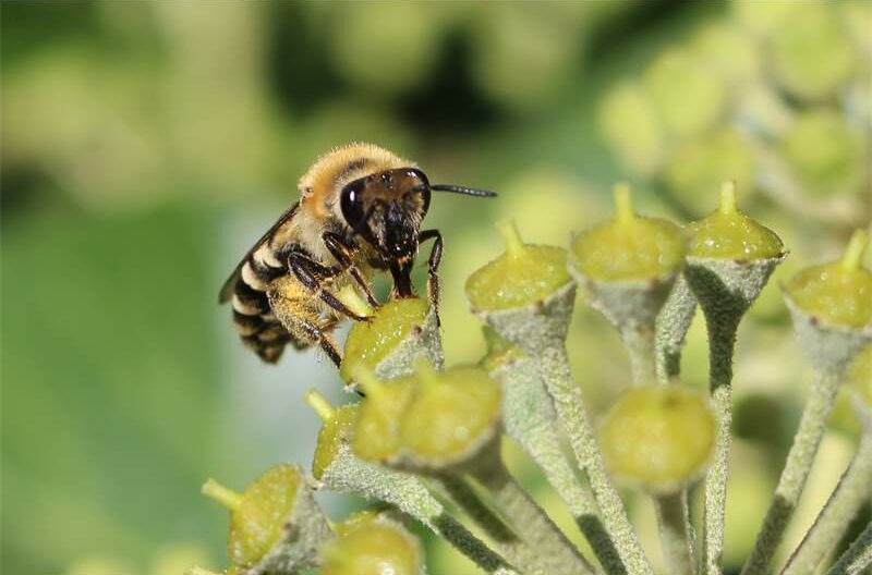 Expedition Wildnis – Wildbienen auf der Spur