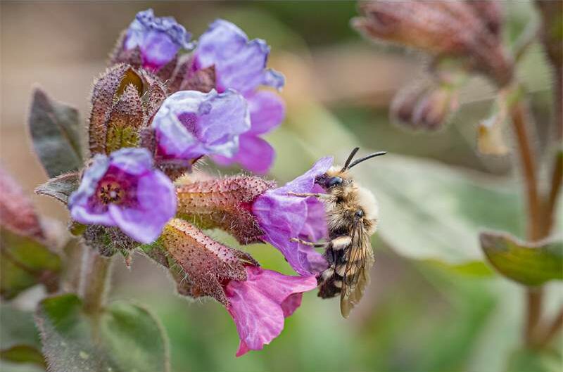 Wie leben Wildbienen? – mit Kindern ab 6 Jahre
