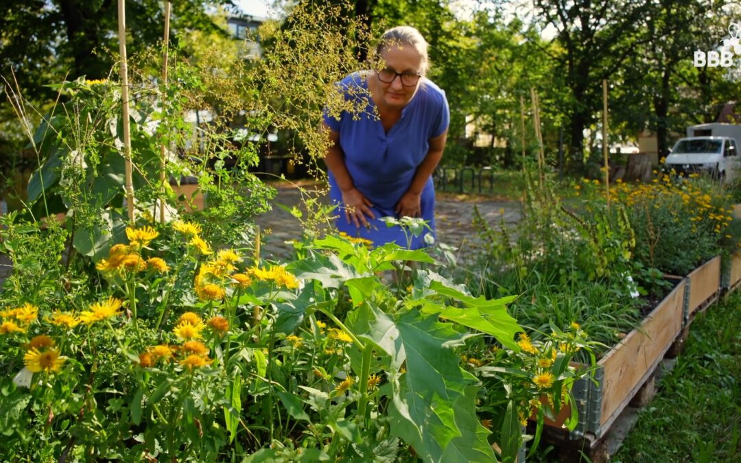 Workshop Wildpflanzenbestimmung (ausgebucht)
