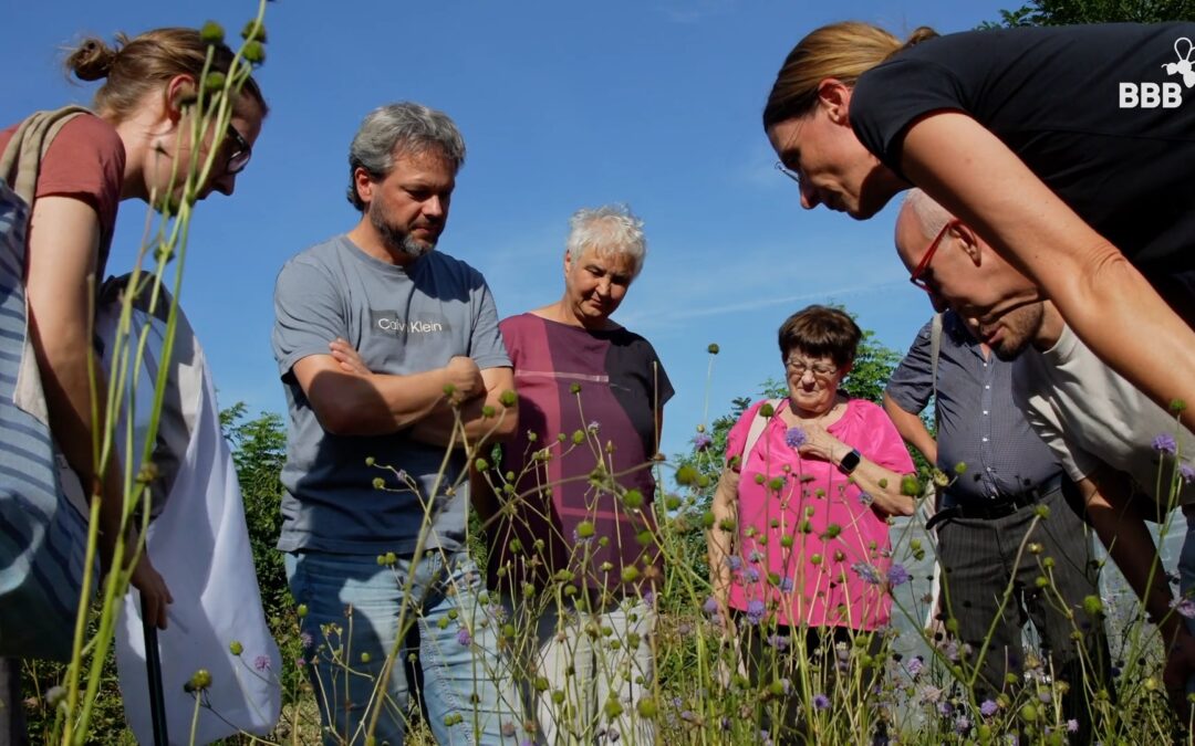 Fachgruppe Wildbienen Dresden:  Exkursion in den Bienengarten der Initiative »Biene sucht Blüte« des Imkerverein Dresden e.V.