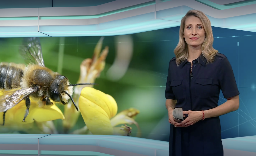 MDR-Beitrag zu BienenBrückenBauen anlässlich des Weltbienentags