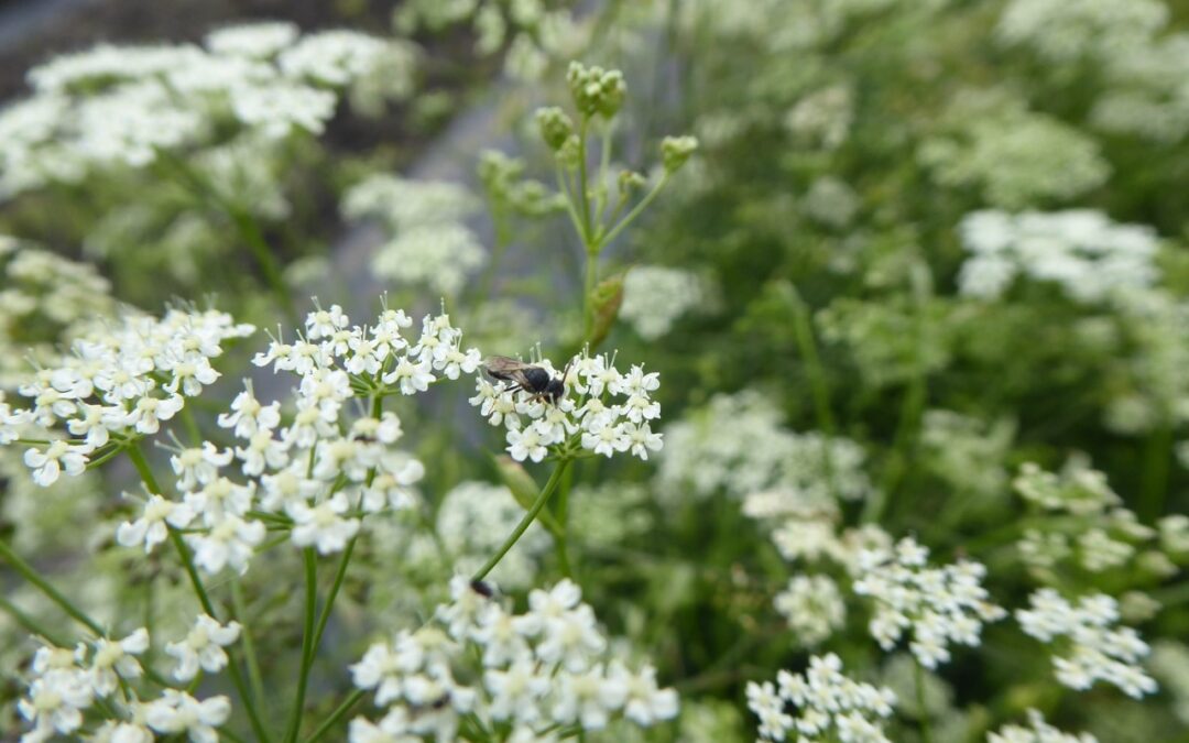 Wildbienenexkursion für Kinder, ihre Eltern und Großeltern (ausgebucht)