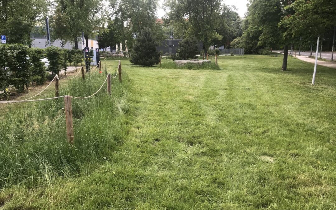 Botanische Exkursion auf unsere Maßnahmefläche Gret-Palucca-Straße